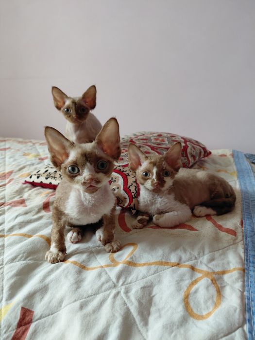Котята Девон Рекс