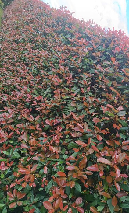 Photinia para jardim