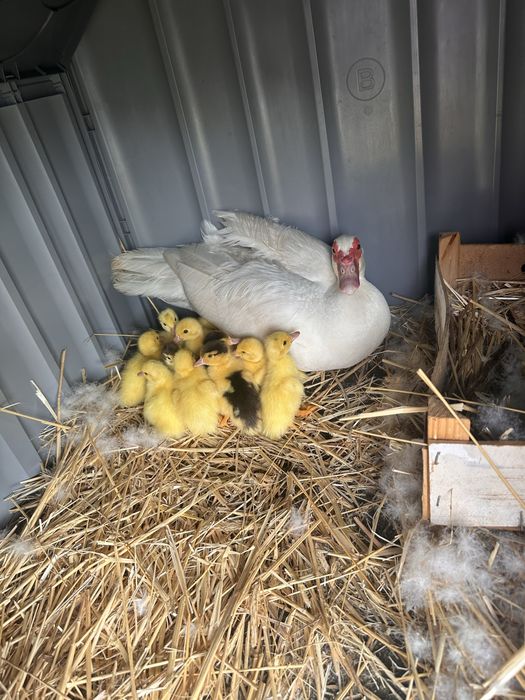 Patos mudos jovens