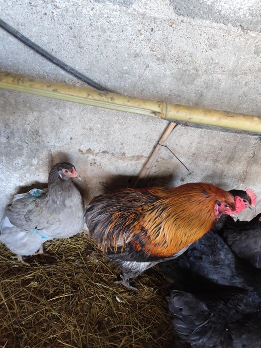 Ovos férteis Oliverejer