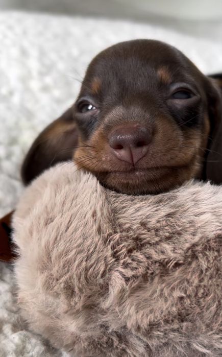 Такса щенки шоколадки