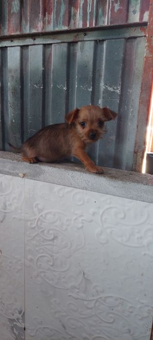 Yorkshire x chichuachua