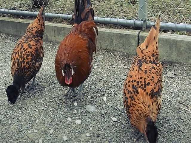 Яйцо на інкубацію курей Апенцеллер срібло, золото, біле золото, лимон.