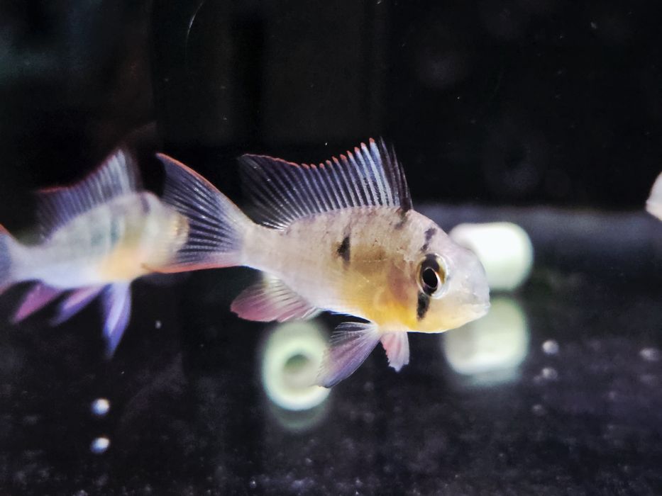 Pielęgniczka Boliwijska (Mikrogeophagus altispinosus)