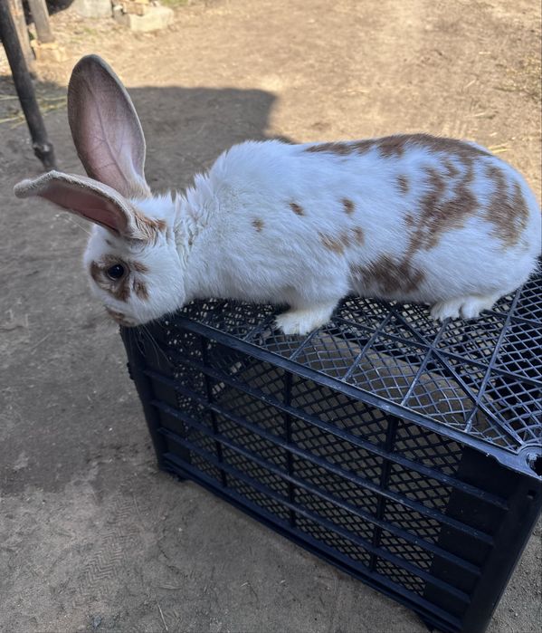 Dopuszcze samca do samic