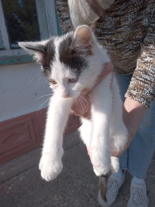 Кошенята, лагідні, гарні, привчені до лотка
