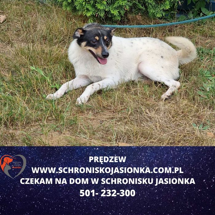 PRĘDZEW do adopcji – Schronisko Jasionka