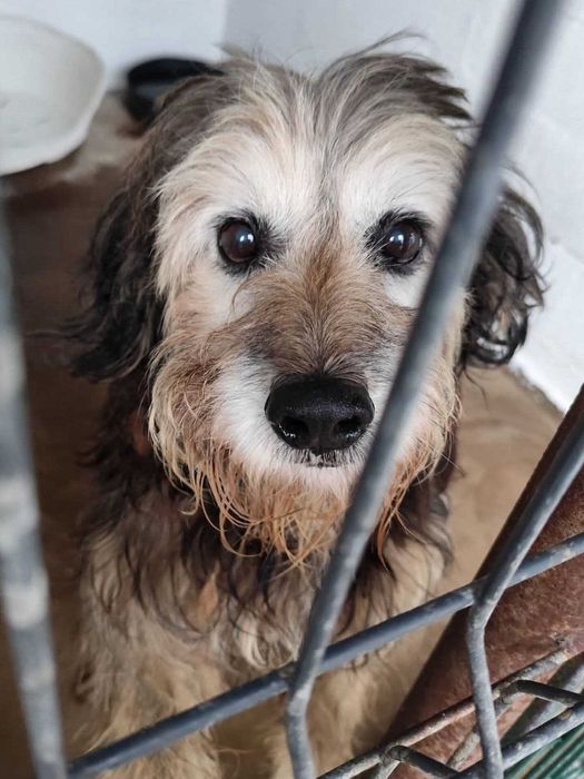BAMBU (Macho, Sénior) Para Adoção