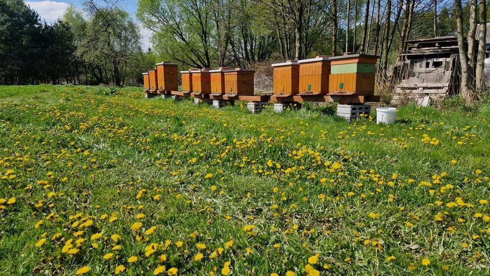 Miód z własnej pasieki