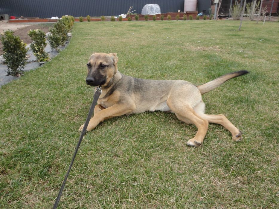 Девочки, 1 год. Стерилизованы. Ищут хозяина.