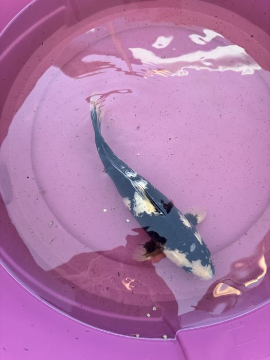 Carpa koi criacao 2024