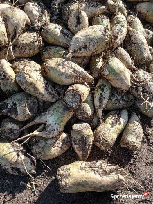 SPRZEDAM Buraki pastewne