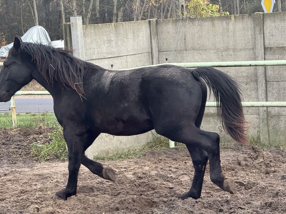 Sprzedam ogierka śląskiego