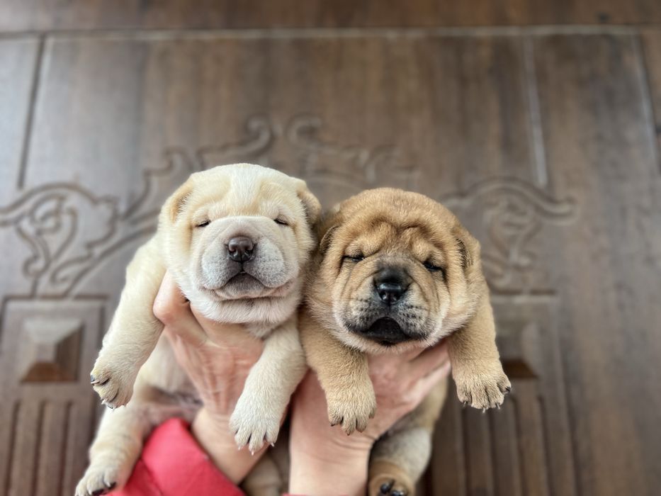 Шарпейчики -ведмедики . Доставка!