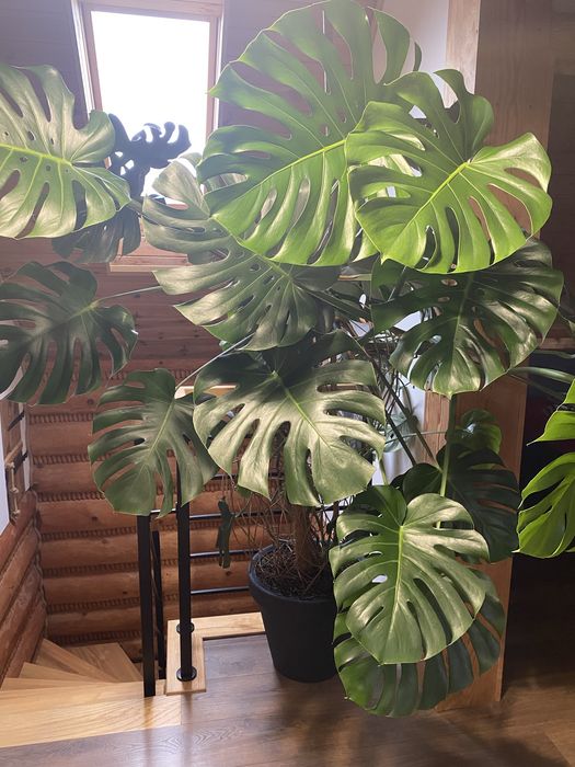Monstera ponad 2 metry
