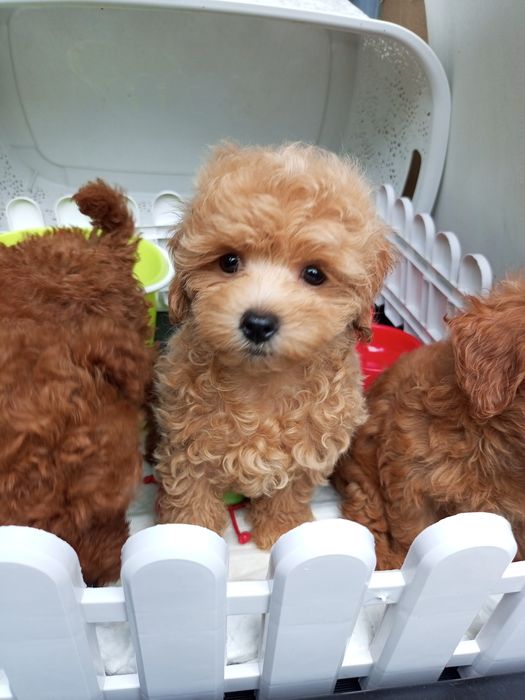 Два + міс.МальтіпуF1 дівчатка