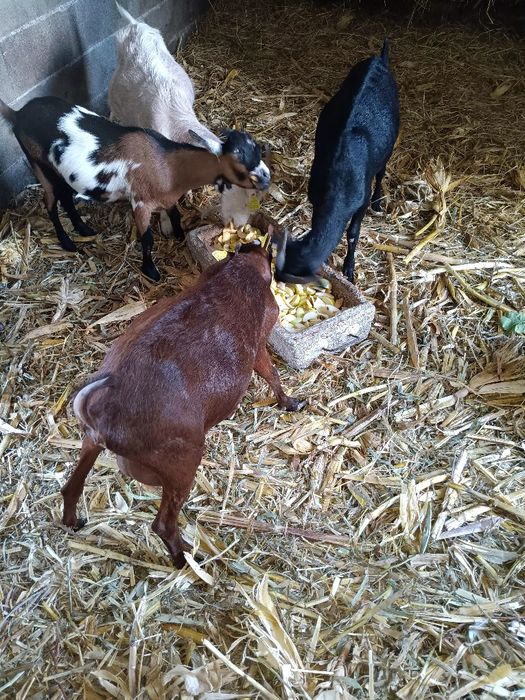 3 cabras e um bode a venda