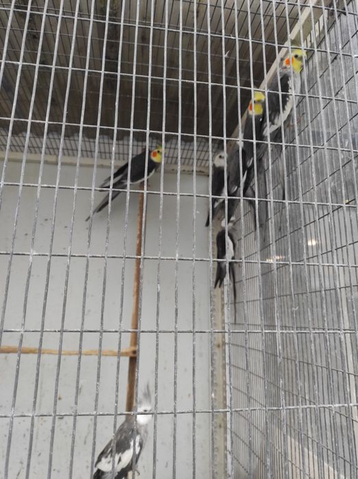 Caturras para dispensar