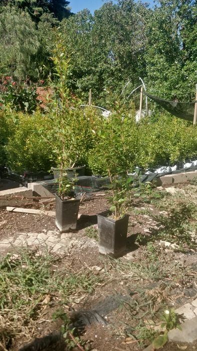 eugenia myrtifolia newport para sebe