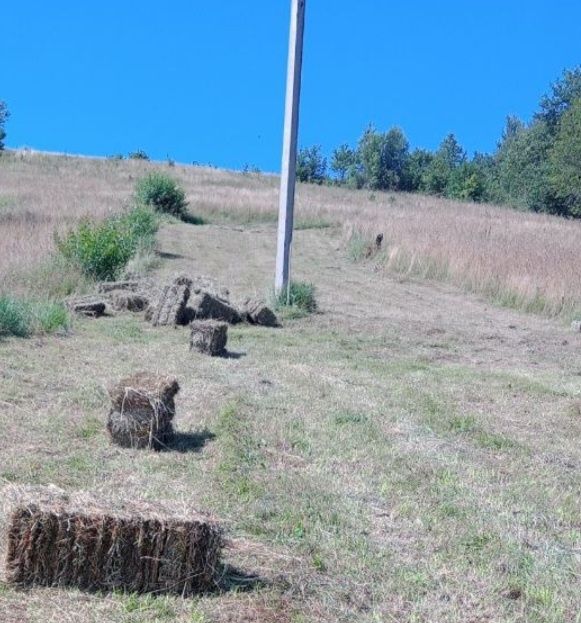 Тюки сіна продам