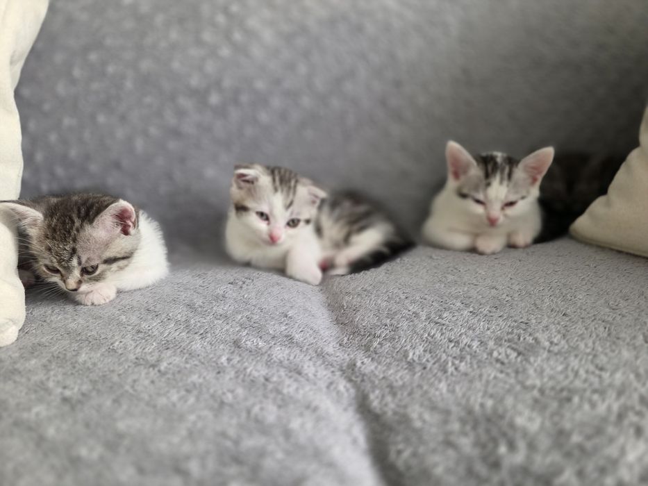 кошенят у добрі руки