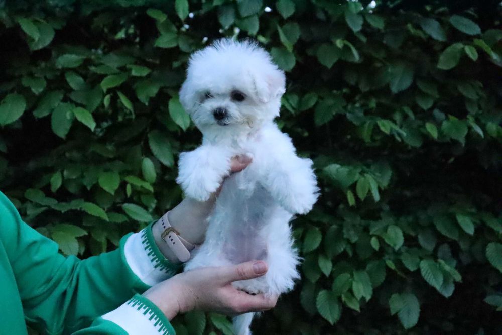 Дуже кукольна дівчинка бішона Китайські та США крові