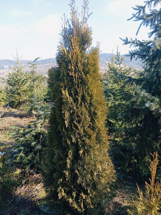 Thuja szmaragd z gruntu