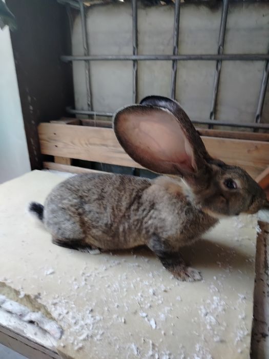 Olbrzym belgijski bury samczyk i samiczki