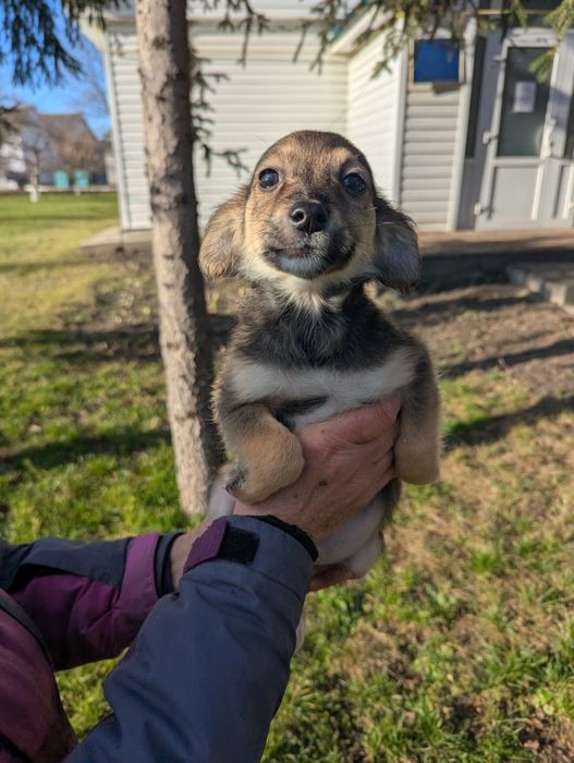 Щенятко Рей шукає родину