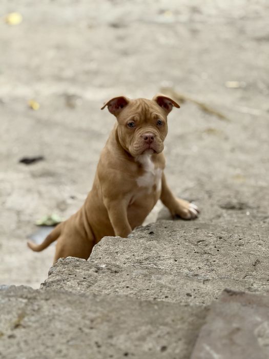Покет American bully