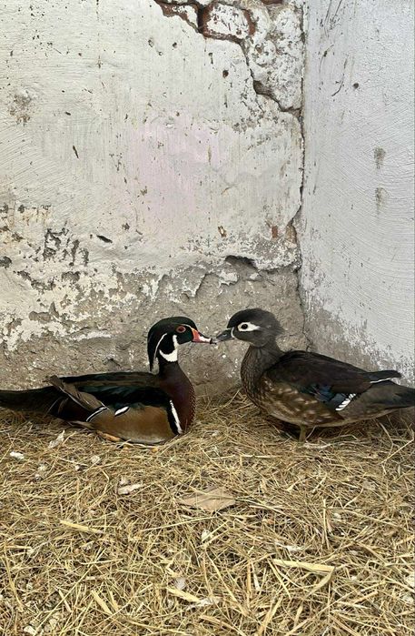 Kaczki karolinki para 2024r