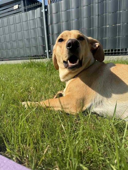 Oddam pieska w dobre ręce