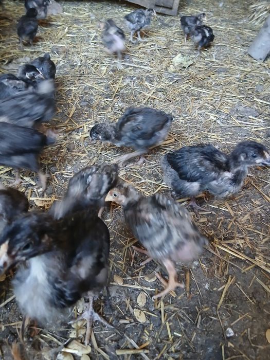 Продам курчаток домашніх,місяць..