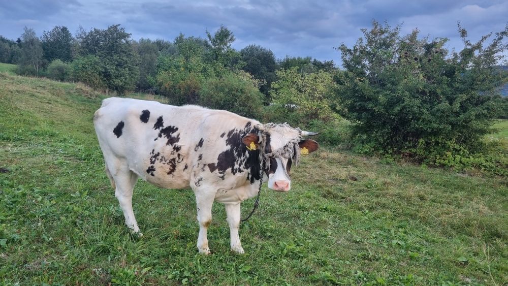 Sprzedam jałówkę