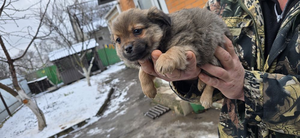 Маленьких клубочків в добрі руки
