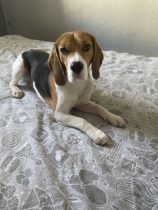 Красунчик породи бігль для вʼязки