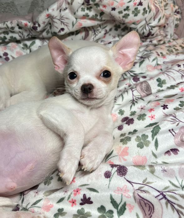 Maleńki chłopiec CHIHUAHUA krótkowłosy