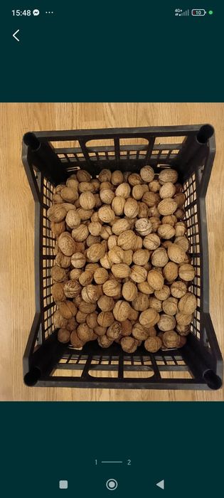 Горіх грецький, орех волоський.