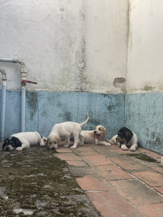 Cachorrinhos Grand Griffon Vendéen com dois meses para adoção