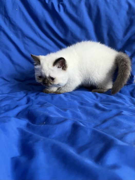 Шотландський котик.Хлопчик страйт