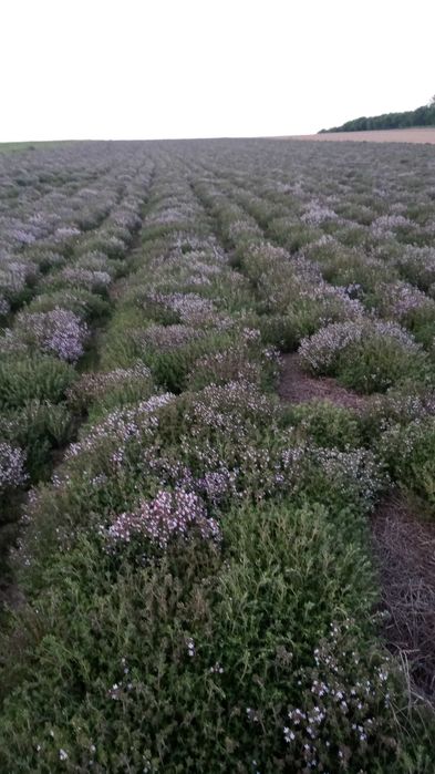 nasiona  tymianku zbiór 2025 r.