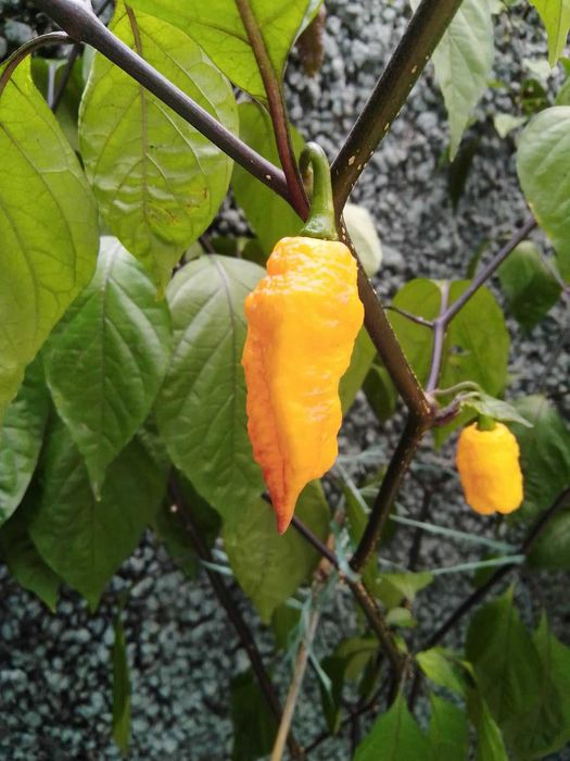 10 Sementes Naga Bhut Jolokia Vermelha ou Amarela MALAGUETA PIMENTA