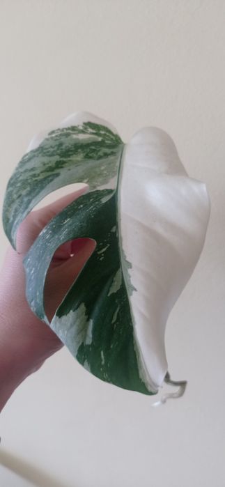 Монстера варієгантна, альба