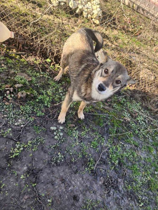Терміново собачку в добрі руки, всіх  собак потравили вона 1 залишилас