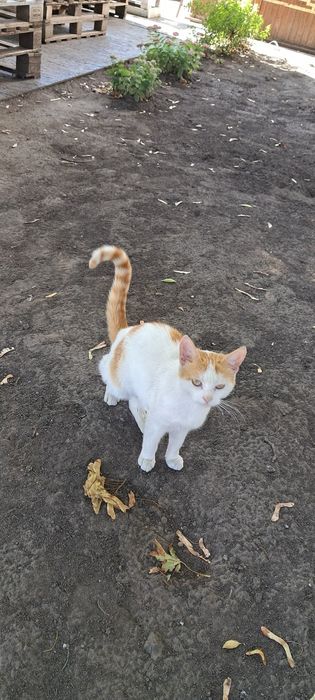 Отдам рыже-белую кошку, выбросили у метро