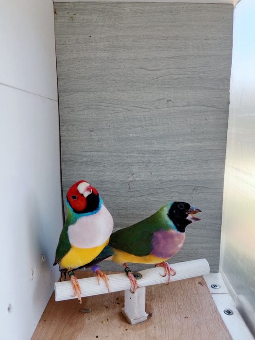 Diamantes de gould