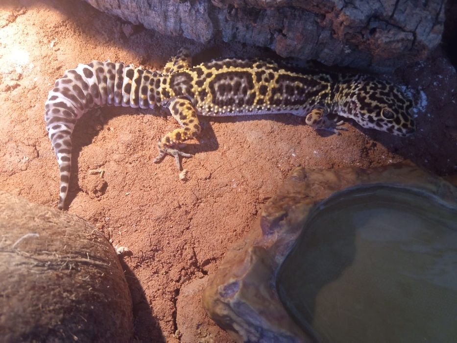 Gekon lamparci z terrarium i całym wyposażeniem
