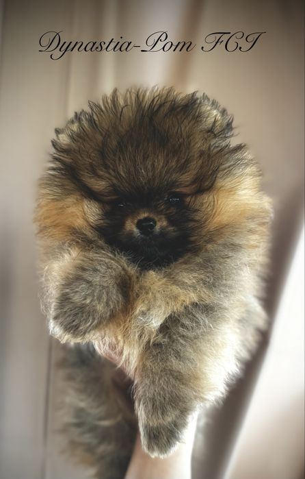 Szpic miniaturowy pomeranian FCI