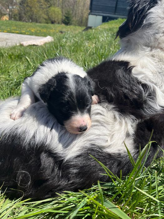 Border collie- suczka