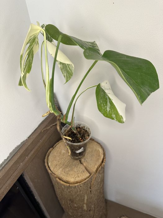 Монстера Monstera  deliciosa 'Albo Variegata.